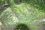 Roomav kuusk (Picea abies 'Repens’)