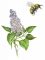 Harilik sirel (Syringa vulgaris)